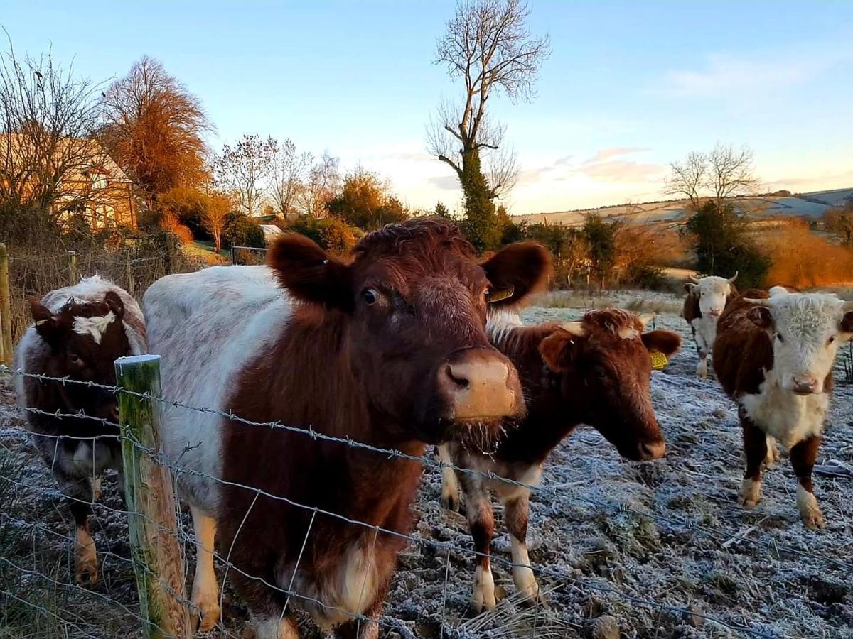 Eco Cottage Joe The Buck Craven Arms Dış mekan fotoğraf